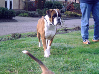 Afbeelding / Picture