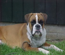 Afbeelding / Picture