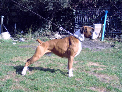 Afbeelding / Picture