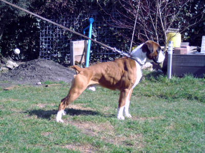 Afbeelding / Picture