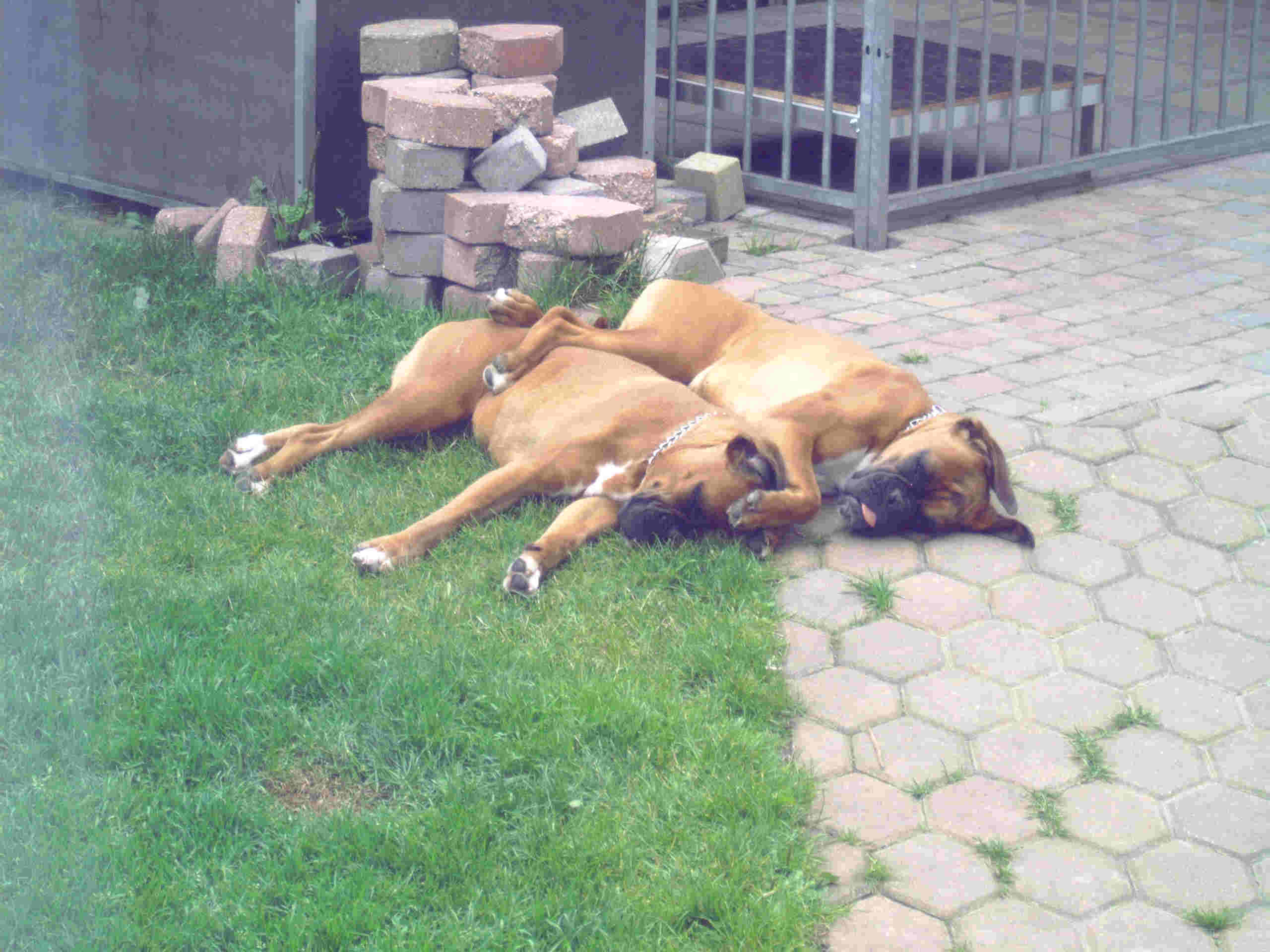 Afbeelding / Picture