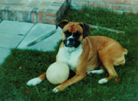 Afbeelding / Picture