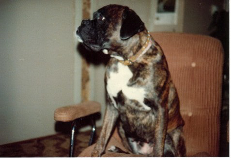 Afbeelding / Picture