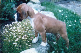 Afbeelding / Picture