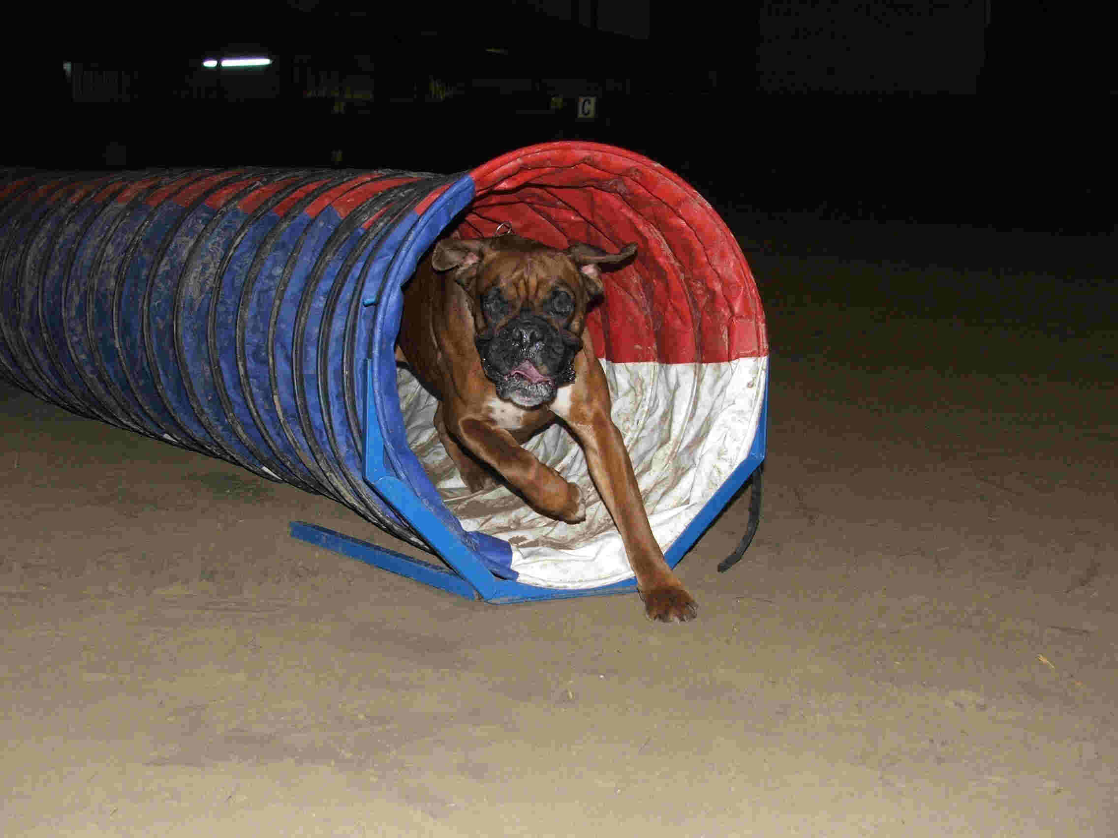 Afbeelding / Picture